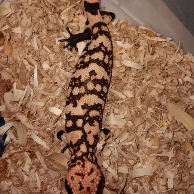 Pet gila 2024 monster for sale